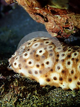 Sea Ã¢â¬â¹Ã¢â¬â¹cucumber, echinoderm from the class Holothuroidea, underwater in El Hierro, Canary islands photo